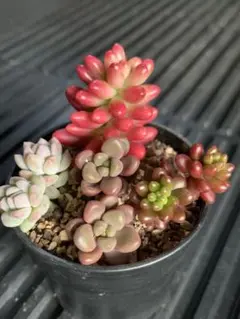 2026年最新】アップルベリー 多肉の人気アイテム - メルカリ