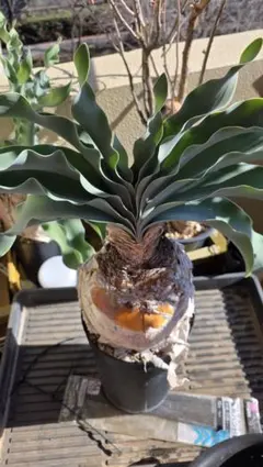 2026年最新】ハエマンソイデスの人気アイテム - メルカリ