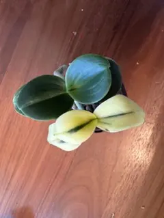 2026年最新】名護蘭 明丸の人気アイテム - メルカリ