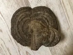 2026年最新】猿のこしかけの人気アイテム - メルカリ