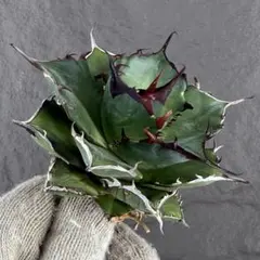 2026年最新】アガベハデスの人気アイテム - メルカリ