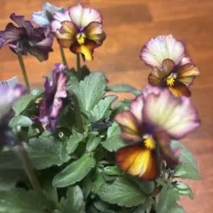 2026年最新】ビオラヌーヴェルヴァーグすみれの革命の人気アイテム