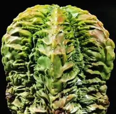 2026年最新】ロウルサンコ ラベルの人気アイテム - メルカリ