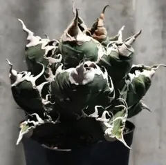 2026年最新】アガベ悪魔くんの人気アイテム - メルカリ