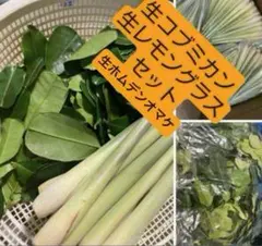 2026年最新】こぶみかんの人気アイテム - メルカリ