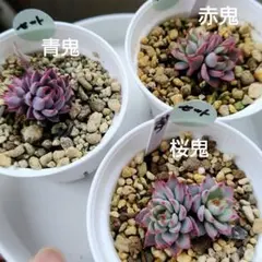 2026年最新】おらいさん苗 青鬼の人気アイテム - メルカリ