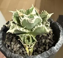 2026年最新】agaveの人気アイテム - メルカリ