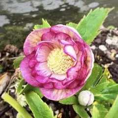 2026年最新】大木ナーセリーの人気アイテム - メルカリ