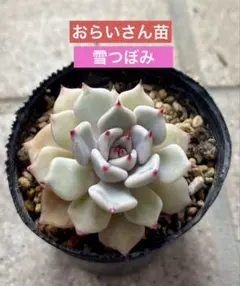 2026年最新】ミックスベリア 葉挿しの人気アイテム - メルカリ