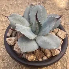 2026年最新】吉祥天錦の人気アイテム - メルカリ