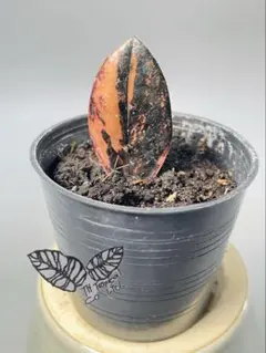 2026年最新】ザミオクルカス ピンクの人気アイテム - メルカリ