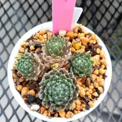 2026年最新】センペルビウムの人気アイテム - メルカリ