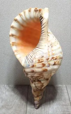 2026年最新】ほら貝 貝殻の人気アイテム - メルカリ