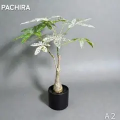 2026年最新】パキラミルキーウェイ接木の人気アイテム - メルカリ