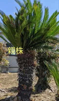 2026年最新】蘇鉄 子株の人気アイテム - メルカリ