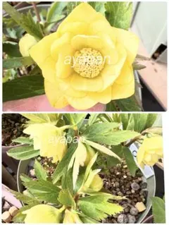 2026年最新】大木ナーサリー クリスマスローズの人気アイテム - メルカリ