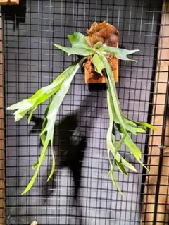 2026年最新】コウモリラン板付けの人気アイテム - メルカリ