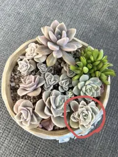 2026年最新】ラブリーローズ錦の人気アイテム - メルカリ