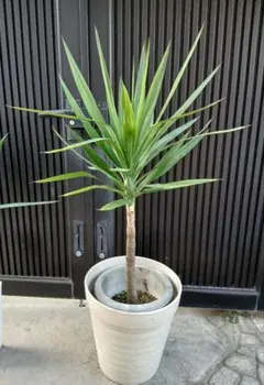 2026年最新】観葉植物 ユッカ エレファンティペスの人気アイテム