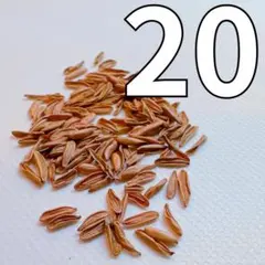 2026年最新】ブレビカウレの人気アイテム - メルカリ