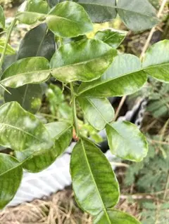 2026年最新】こぶみかんの人気アイテム - メルカリ