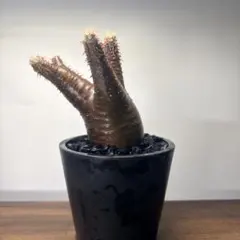 2026年最新】パキポディウム グラキリス 現地球の人気アイテム - メルカリ