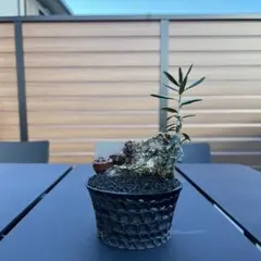 2026年最新】earnest hearts アーネストハーツ鉢の人気アイテム - メルカリ