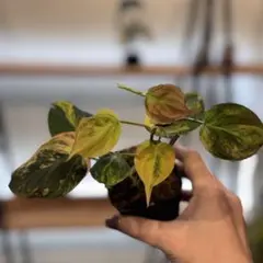 2026年最新】フィロデンドロンレアの人気アイテム - メルカリ