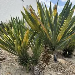 2026年最新】ユッカ グロリオサ 散り斑の人気アイテム - メルカリ