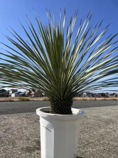 2026年最新】ロストラータ ユッカの人気アイテム - メルカリ