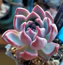 2026年最新】コロラータ 錦玉園の人気アイテム - メルカリ