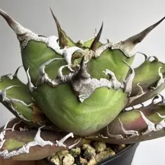 2026年最新】オアハカ アガベの人気アイテム - メルカリ