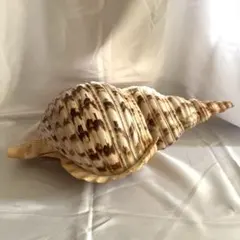 2026年最新】ほら貝 置物の人気アイテム - メルカリ