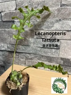 2026年最新】レカノプテリスの人気アイテム - メルカリ