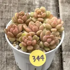 2026年最新】多肉植物カット苗 多肉弁当の人気アイテム - メルカリ