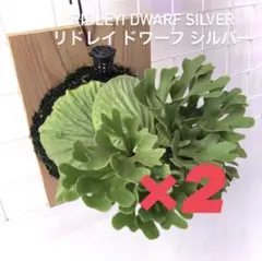 2026年最新】リドレイ ドワーフの人気アイテム - メルカリ