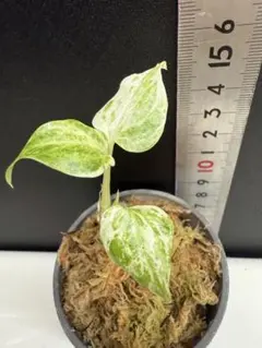 2026年最新】アンスリウム斑入りの人気アイテム - メルカリ