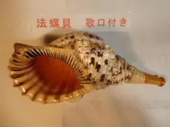 2026年最新】法螺貝 和楽器の人気アイテム - メルカリ
