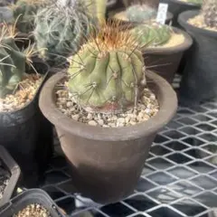 2026年最新】コピアポア 種の人気アイテム - メルカリ