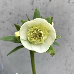 2026年最新】プリマベーラ クリスマスローズの人気アイテム - メルカリ