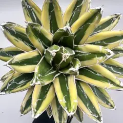 2026年最新】agaveの人気アイテム - メルカリ