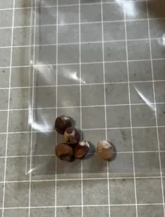 2026年最新】コミフォラ 種子の人気アイテム - メルカリ