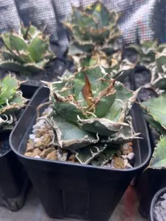 2026年最新】清櫻の人気アイテム - メルカリ