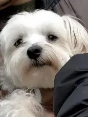 山本彰吾 直筆サイン - メルカリ