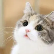 紫之創 枕カバー アニバーサリーセット あんさんぶるスターズ！ あん