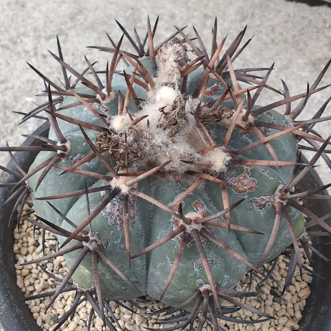 2026年最新】エキノカクタス 雷帝の人気アイテム - メルカリ