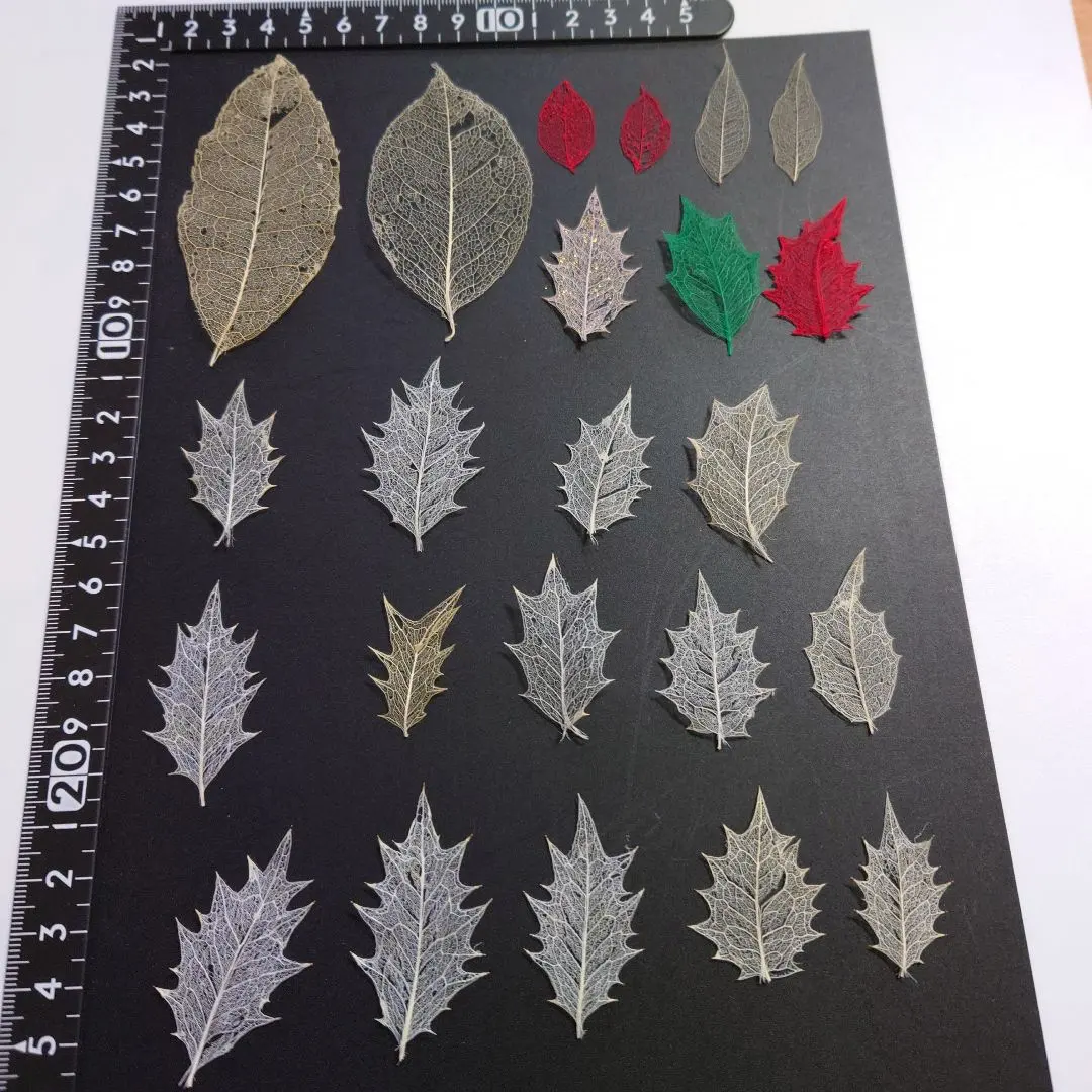 2026年最新】葉脈標本の人気アイテム - メルカリ