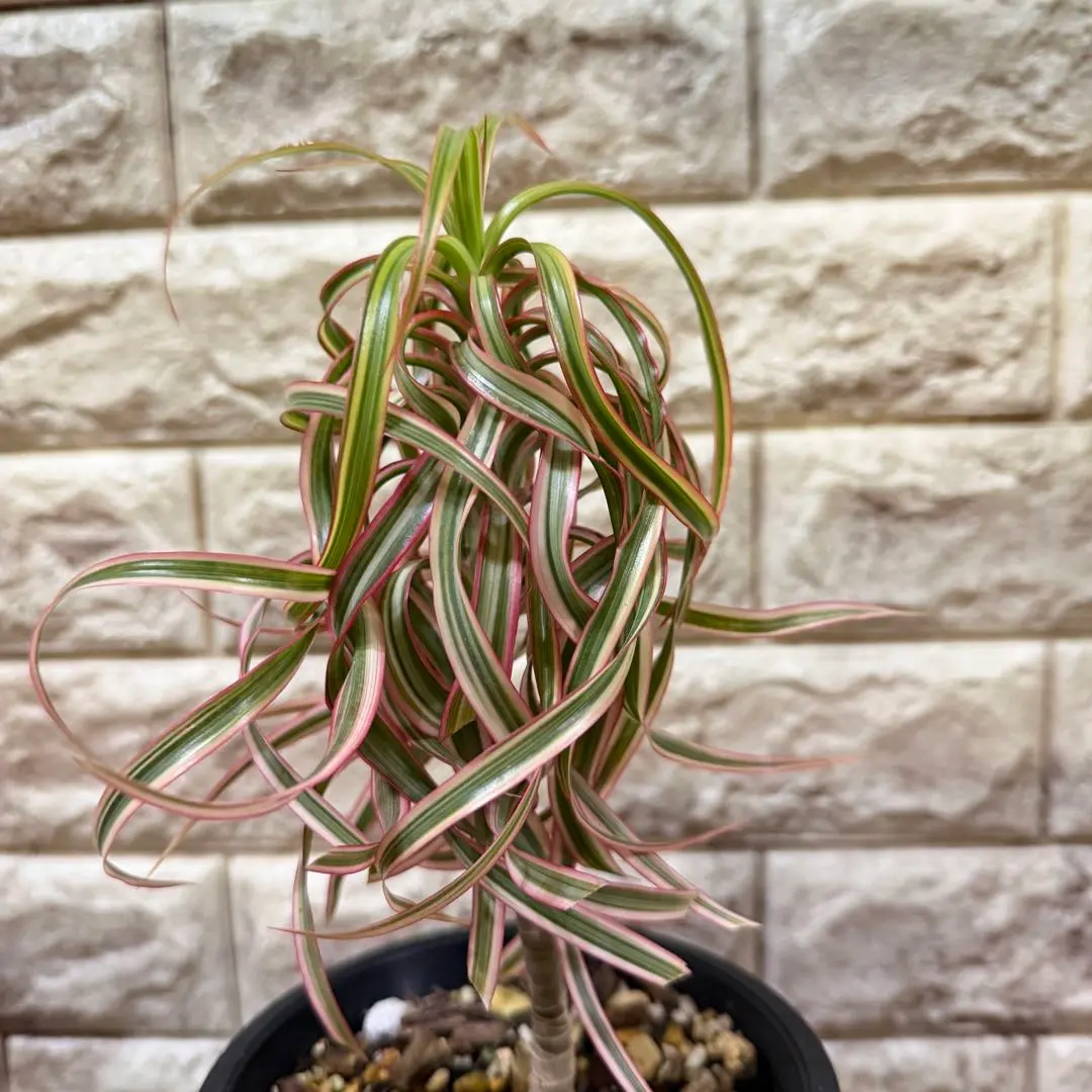 2026年最新】ドラセナ キュンティの人気アイテム - メルカリ