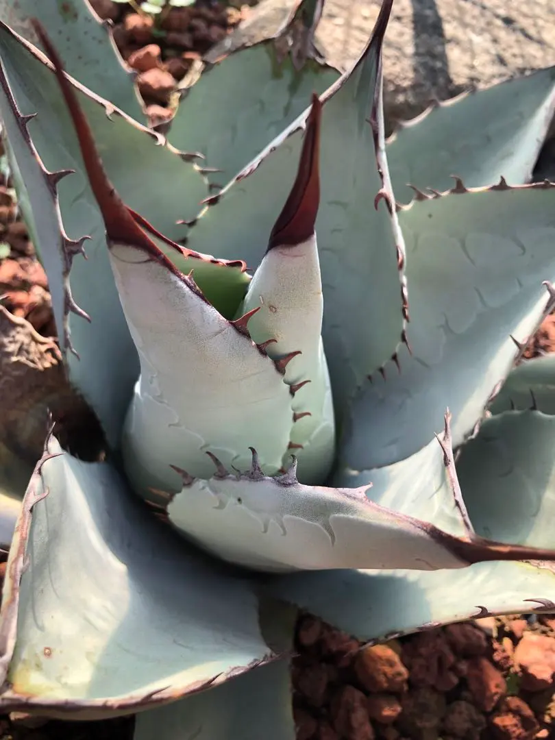 2026年最新】アガベ パリー ハイブリッドの人気アイテム - メルカリ