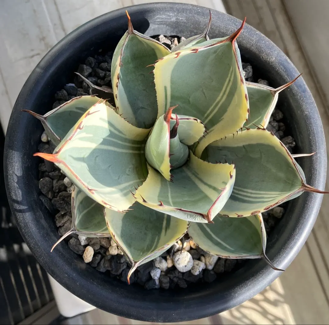 2026年最新】アガベ パリー トランカータ オリザバの人気アイテム